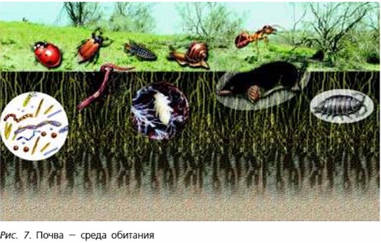 Реферат: Организм как среда обитания